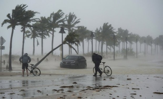 Mất nhà vì bão Irma, cá sấu lang thang ở Florida - Ảnh 2.