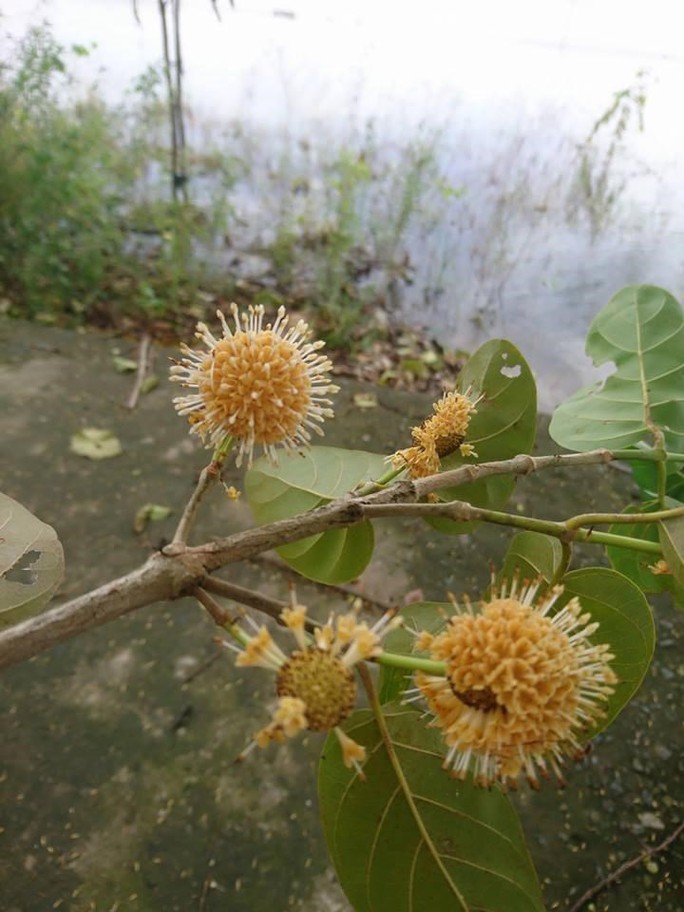 Sướng gì bằng ăn cá linh ngay đồng nước nổi - Ảnh 11.