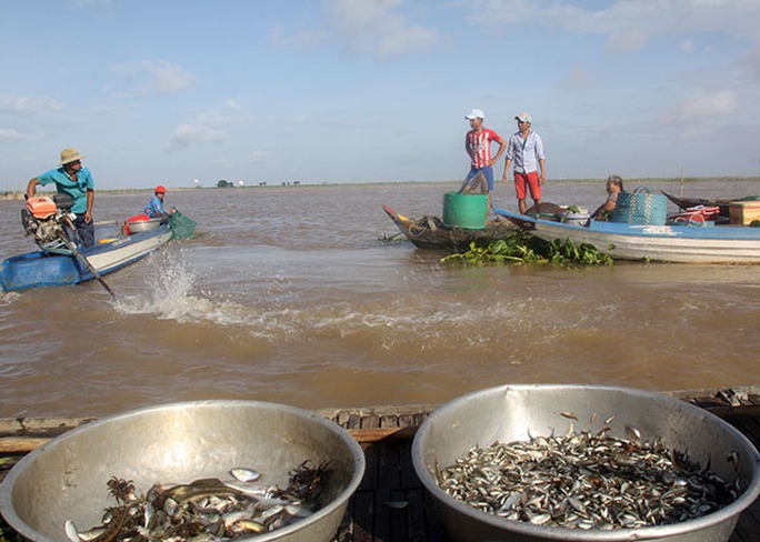 Chợ cá rặt đồng mùa nước nổi ở miền Tây - Ảnh 3.