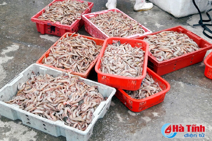 Sướng gì bằng đi chợ cá Cửa Sót sáng tinh mơ