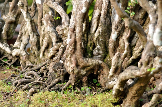 
Bộ rễ xù xì của cây giống như những móng vuốt rồng bám chặt xuống đất.
