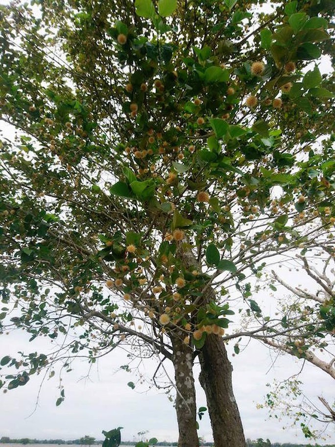 Sướng gì bằng ăn cá linh ngay đồng nước nổi - Ảnh 7.