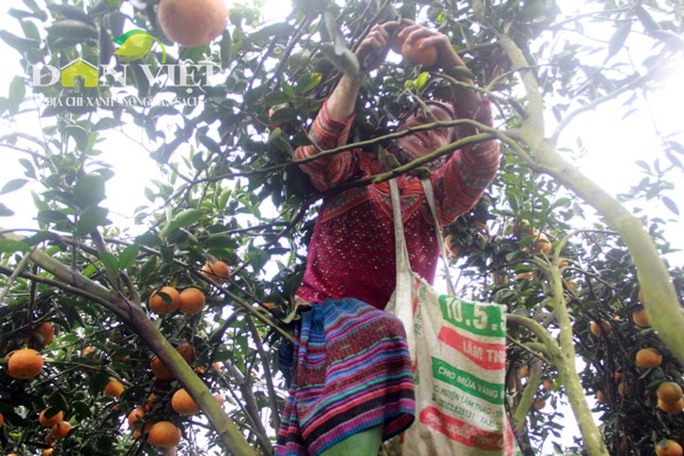 
Bà Chảo Sử Mẩy năm nay đã 52 tuổi nhưng vẫn có thể đánh đu trên những ngọn cây cam sành cao 6 – 8m để hái cam thuê.
