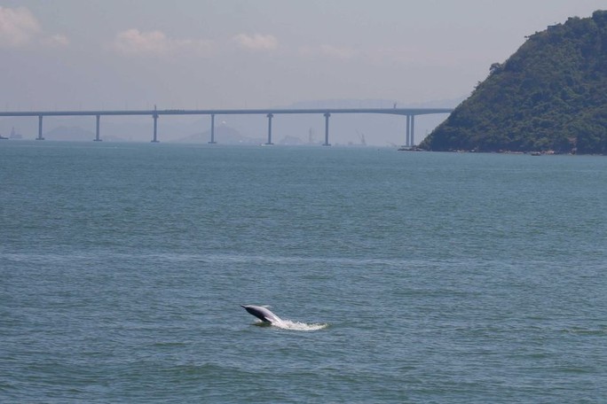 Cầu vượt biển dài nhất thế giới của Trung Quốc bức tử đàn cá heo hiếm - Ảnh 1.