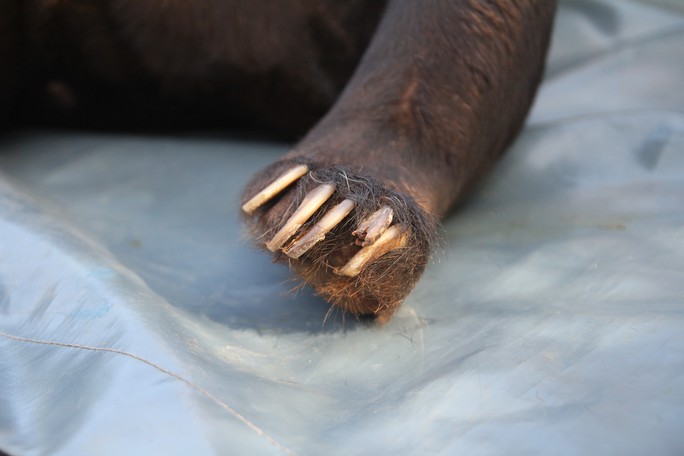 Giải cứu gấu chó bị giam cầm 16 năm tại thác Prenn Đà Lạt - Ảnh 4.