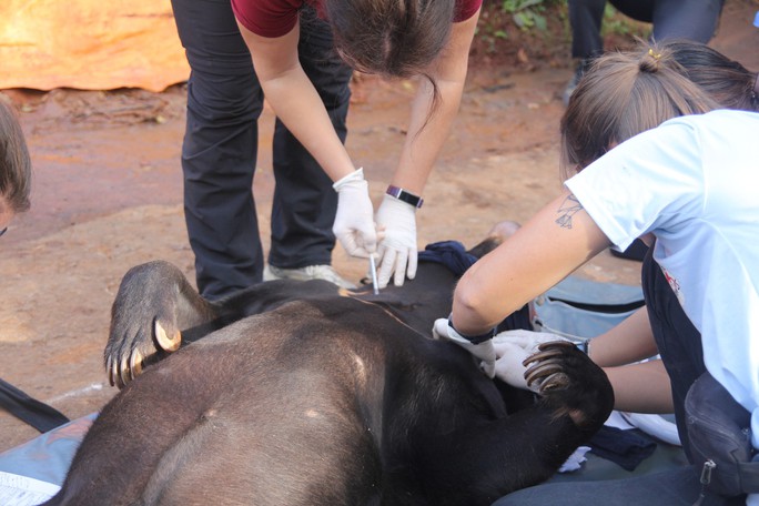 Giải cứu gấu chó bị giam cầm 16 năm tại thác Prenn Đà Lạt - Ảnh 2.