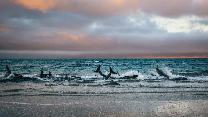 Nước mắt 145 con cá voi chết trên bờ biển New Zealand - Ảnh 3.