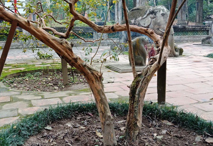 Kỳ bí cây ổi “cứ gãi là cười” bên lăng mộ vua Lê Thái Tổ - Ảnh 4.