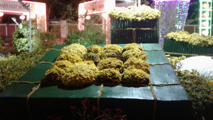 Ngắm đường hoa Xuân “hải sản” đặc sắc ở Côn Đảo - Ảnh 38.
