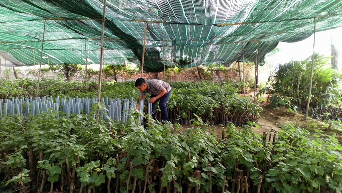 Độc đáo nho kiểng Ninh Thuận bội thu dịp Tết - Ảnh 1.