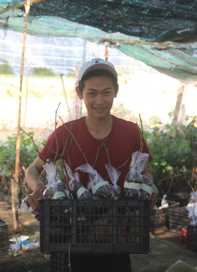 Độc đáo nho kiểng Ninh Thuận bội thu dịp Tết - Ảnh 3.