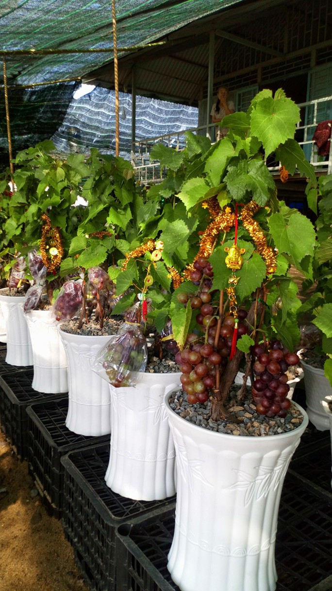 Độc đáo nho kiểng Ninh Thuận bội thu dịp Tết - Ảnh 7.