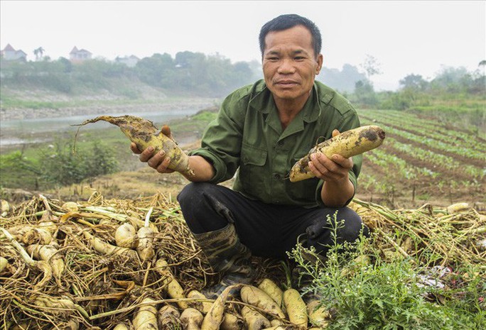Cả cánh đồng ngập trắng củ cải bị vứt bỏ vì không ai mua - Ảnh 4.