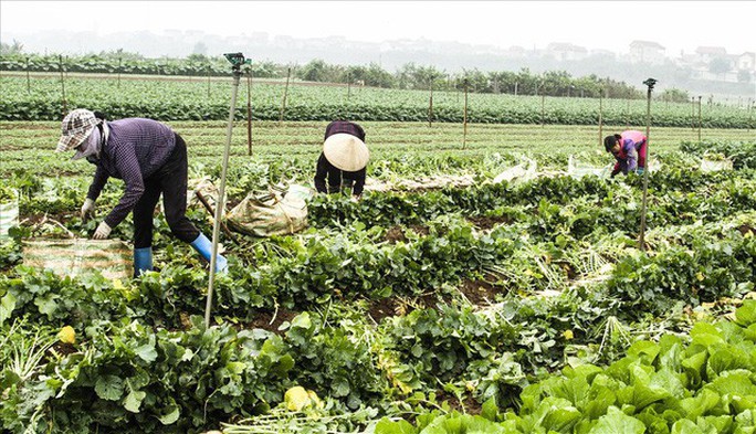 Cả cánh đồng ngập trắng củ cải bị vứt bỏ vì không ai mua - Ảnh 10.