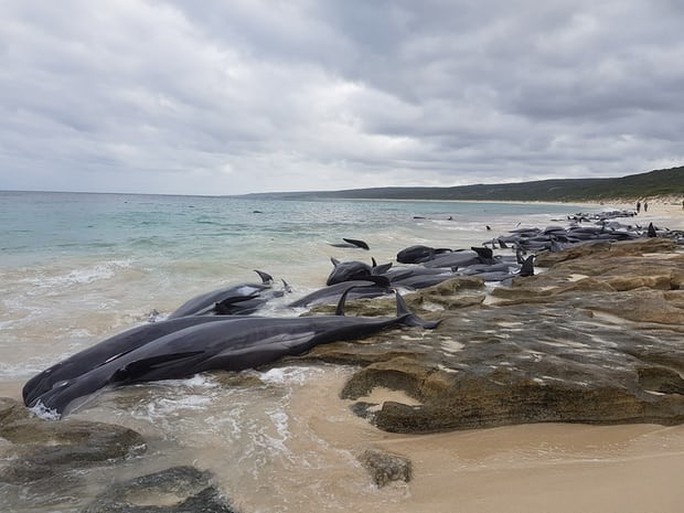 Úc: Hơn 100 con cá voi mắc cạn, phơi xác trên bãi biển - Ảnh 4.