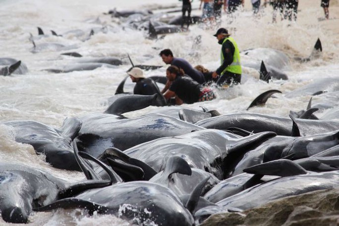 Australia: More than 100 whales run aground, drying their bodies on the beach - Photo 3.