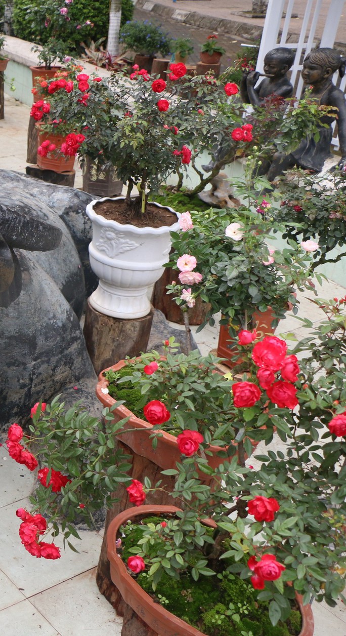 Ngắm 1.000 cây hoa hồng khoe sắc, tỏa hương ngày Quốc tế Phụ nữ - Ảnh 12.
