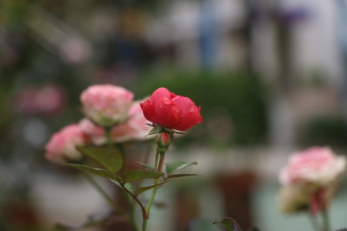 Ngắm 1.000 cây hoa hồng khoe sắc, tỏa hương ngày Quốc tế Phụ nữ - Ảnh 13.