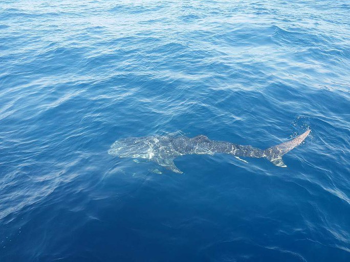Ngư dân Phú Quốc phát hiện cá nhám voi bơi lượn lờ trên biển - Ảnh 2.
