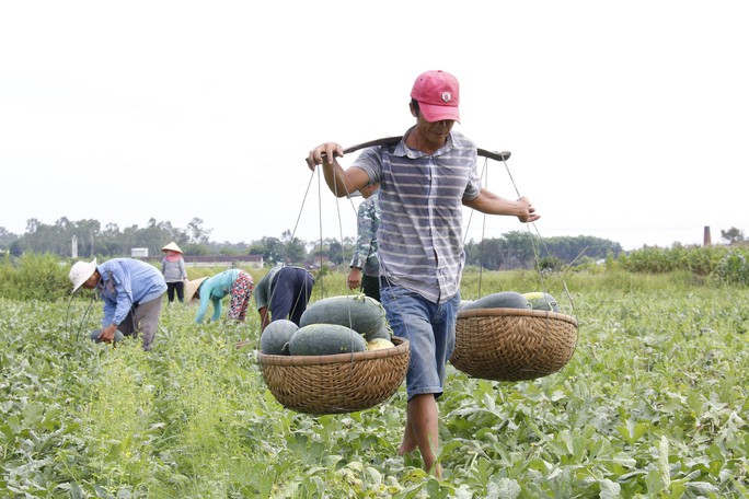Quảng Nam kêu gọi công viên chức giải cứu 1.300 tấn dưa hấu - Ảnh 1.