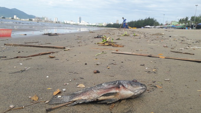 Đà Nẵng: Hơn 5 km bờ biển Nguyễn Tất Thành bị rác thải bủa vây - Ảnh 7.