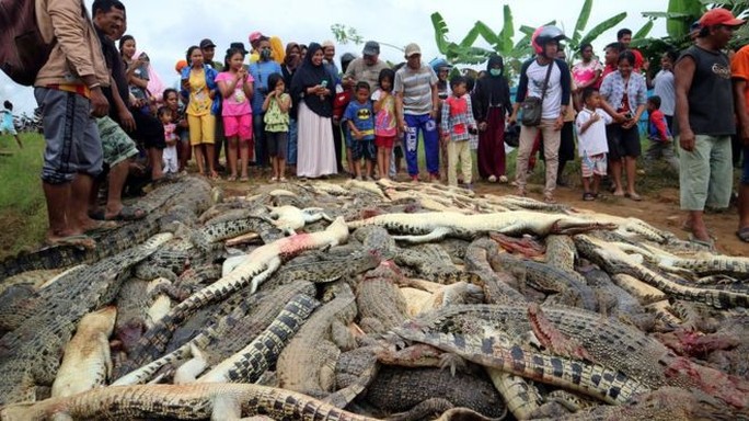 Đám đông tàn sát gần 300 con cá sấu báo thù 1 mạng người - Ảnh 1.