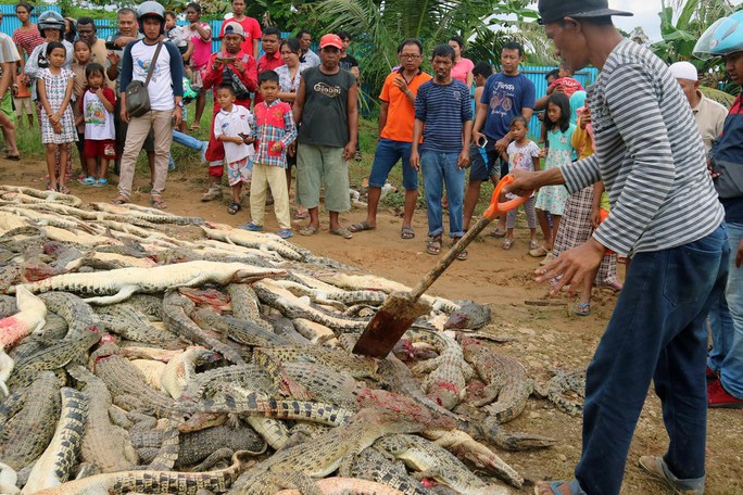Đám đông tàn sát gần 300 con cá sấu báo thù 1 mạng người - Ảnh 2.