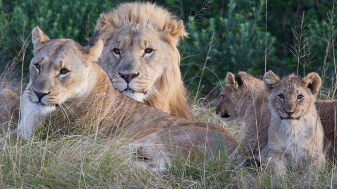 Sư tử giết chết nhóm săn trộm trong khu bảo tồn - Ảnh 1.
