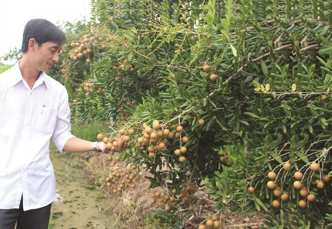 Sướng với mùa nhãn xuồng miền Tây - Ảnh 1.