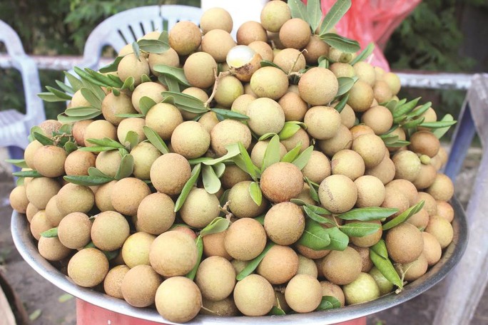 Sướng với mùa nhãn xuồng miền Tây - Ảnh 2.