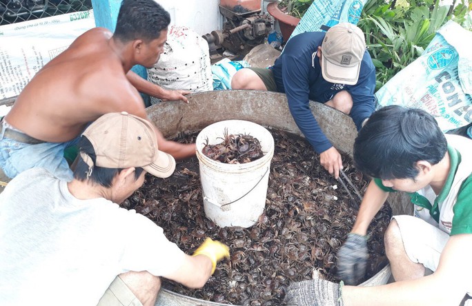 Mùa lũ đẹp về sớm, dân miền Tây bội thu tôm, cá - Ảnh 6. Mùa lũ đẹp về sớm, dân miền Tây bội thu tôm, cá - Ảnh 6.
