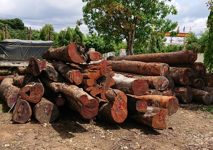 Đội trưởng kiểm lâm nhận hàng trăm triệu của trùm gỗ lậu Phượng râu - Ảnh 1.