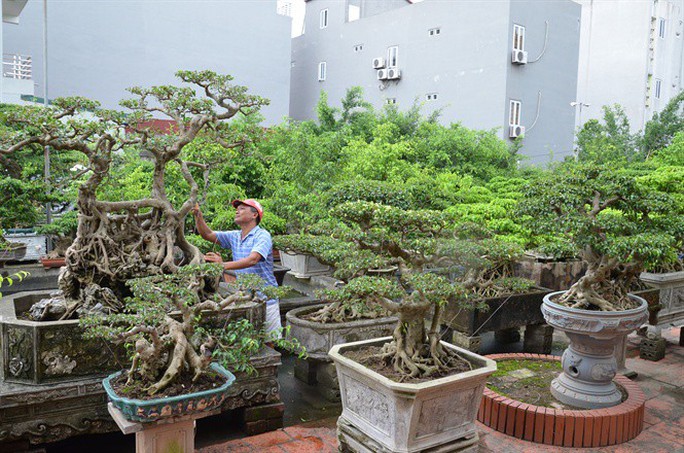 Sự thật về gã khùng đem ô tô, nhà đất đổi cây cảnh - Ảnh 1.