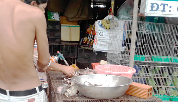 Nhiều bức xúc về video tàn sát chim trời ở chợ chim miền Tây - Ảnh 3.
