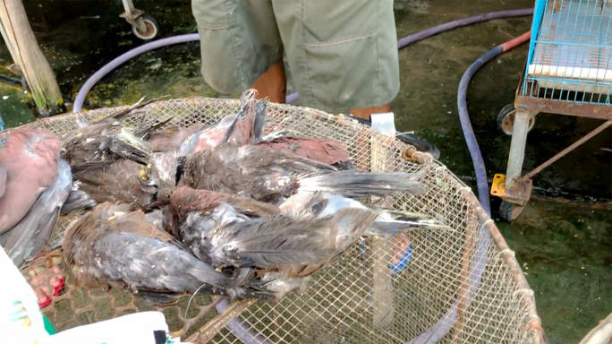 Cận cảnh tàn sát chim trời ở chợ chim lớn nhất Miền Tây - Ảnh 6.