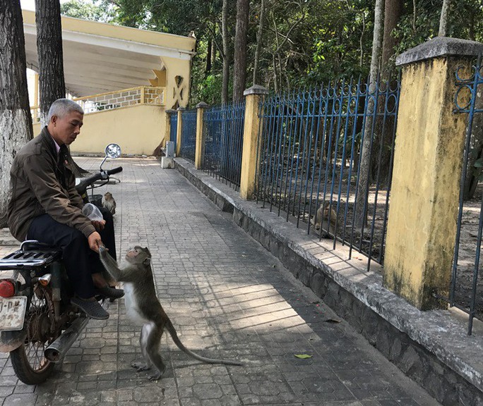 Khỉ liên tục tấn công người ở Tây Ninh - Ảnh 2.