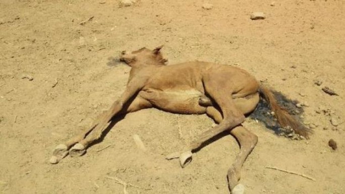Úc: Hạn hán, ngựa chết la liệt trong vũng nước cạn khô - Ảnh 3.