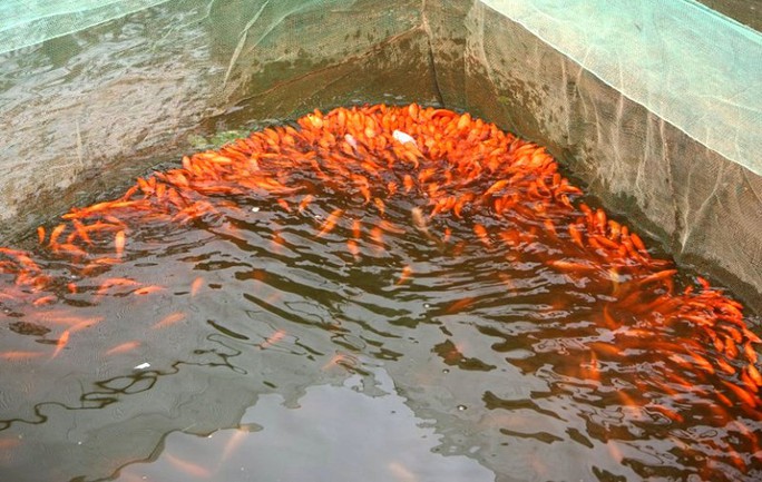 Nhộn nhịp ở làng nuôi cá chép đỏ “cõng” ông Công, ông Táo về trời - Ảnh 8.