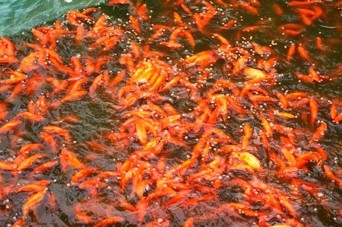 Nhộn nhịp ở làng nuôi cá chép đỏ “cõng” ông Công, ông Táo về trời - Ảnh 7.