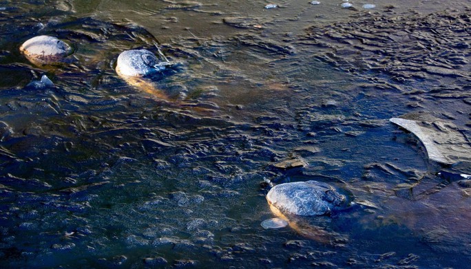 Mỹ: Đàn cá sấu bị đóng băng, vẫn kịp chĩa mũi lên trời - Ảnh 1.