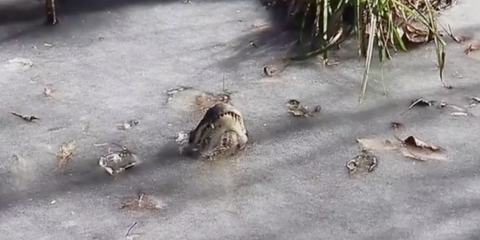 Mỹ: Đàn cá sấu bị đóng băng, vẫn kịp chĩa mũi lên trời - Ảnh 2.