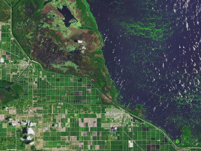 Ảnh vệ tinh theo dõi thảm thực vật biến đổi vùng ven bờ biển
