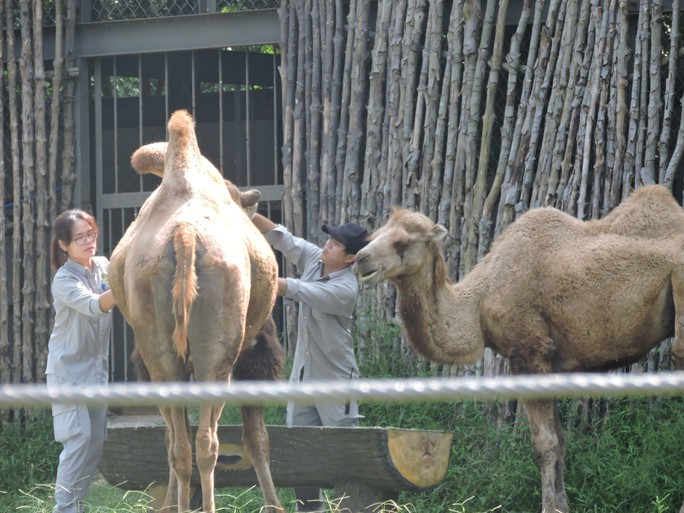 Clip: Những khoảnh khắc cưng muốn xỉu ở  vườn thú Safari Phú Quốc - Ảnh 12.