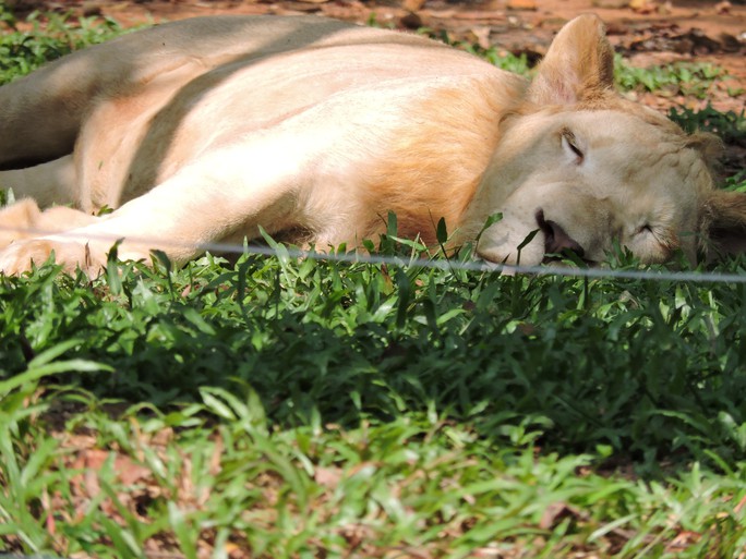 Clip: Những khoảnh khắc cưng muốn xỉu ở  vườn thú Safari Phú Quốc - Ảnh 6.