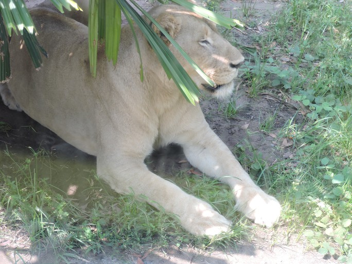 Clip: Những khoảnh khắc cưng muốn xỉu ở  vườn thú Safari Phú Quốc - Ảnh 4.