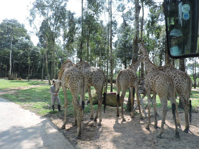 Clip: Những khoảnh khắc cưng muốn xỉu ở  vườn thú Safari Phú Quốc - Ảnh 28.