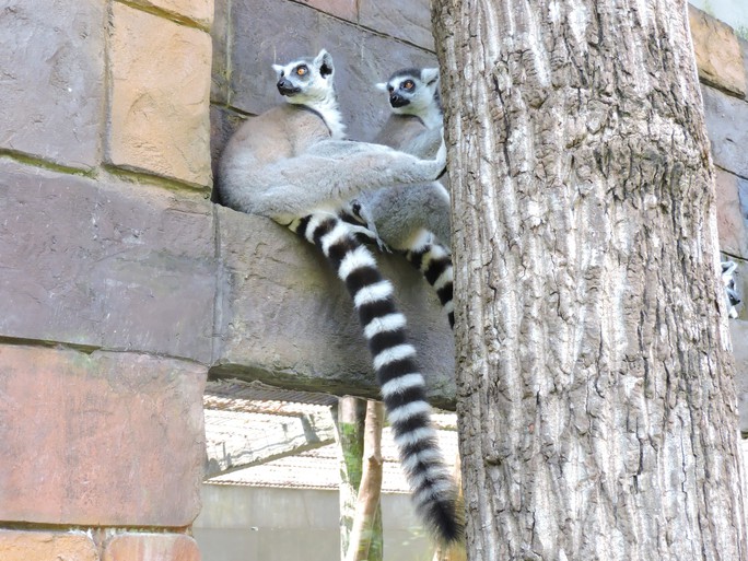 Clip: Những khoảnh khắc cưng muốn xỉu ở  vườn thú Safari Phú Quốc - Ảnh 19.