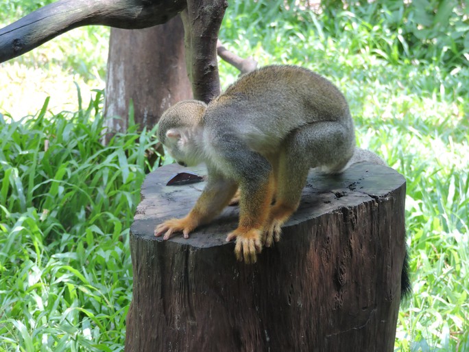 Clip: Những khoảnh khắc cưng muốn xỉu ở  vườn thú Safari Phú Quốc - Ảnh 14.