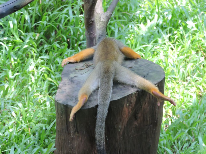 Clip: Những khoảnh khắc cưng muốn xỉu ở  vườn thú Safari Phú Quốc - Ảnh 15.