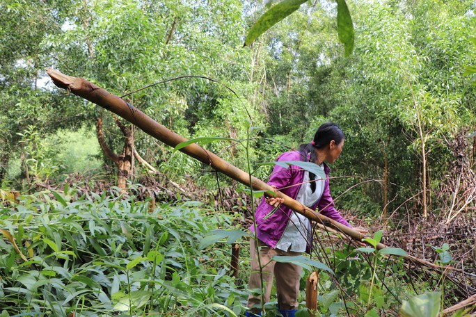 Quảng Nam: Điều tra vụ kẻ xấu chặt hạ hơn 4.000 cây keo - Ảnh 2.